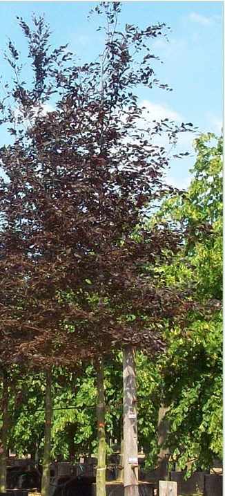 buk atropunicea - ozdobne drzewo o ciemnych lisciach